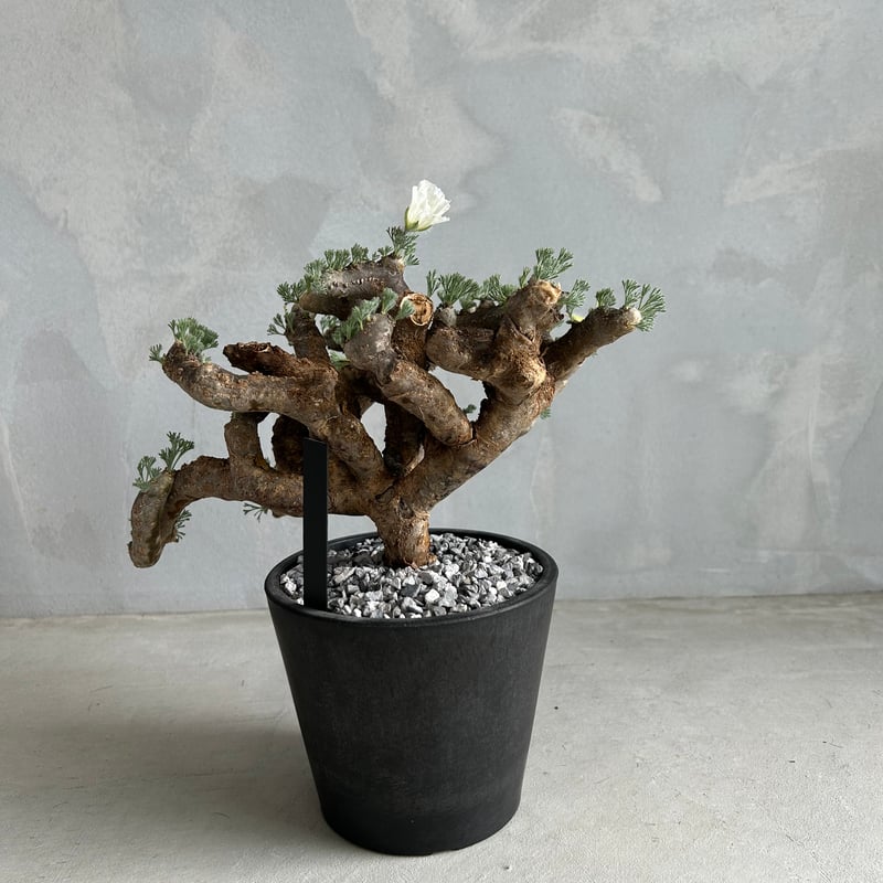 モンソニア ムルチフィダ | ソレトナ植物店