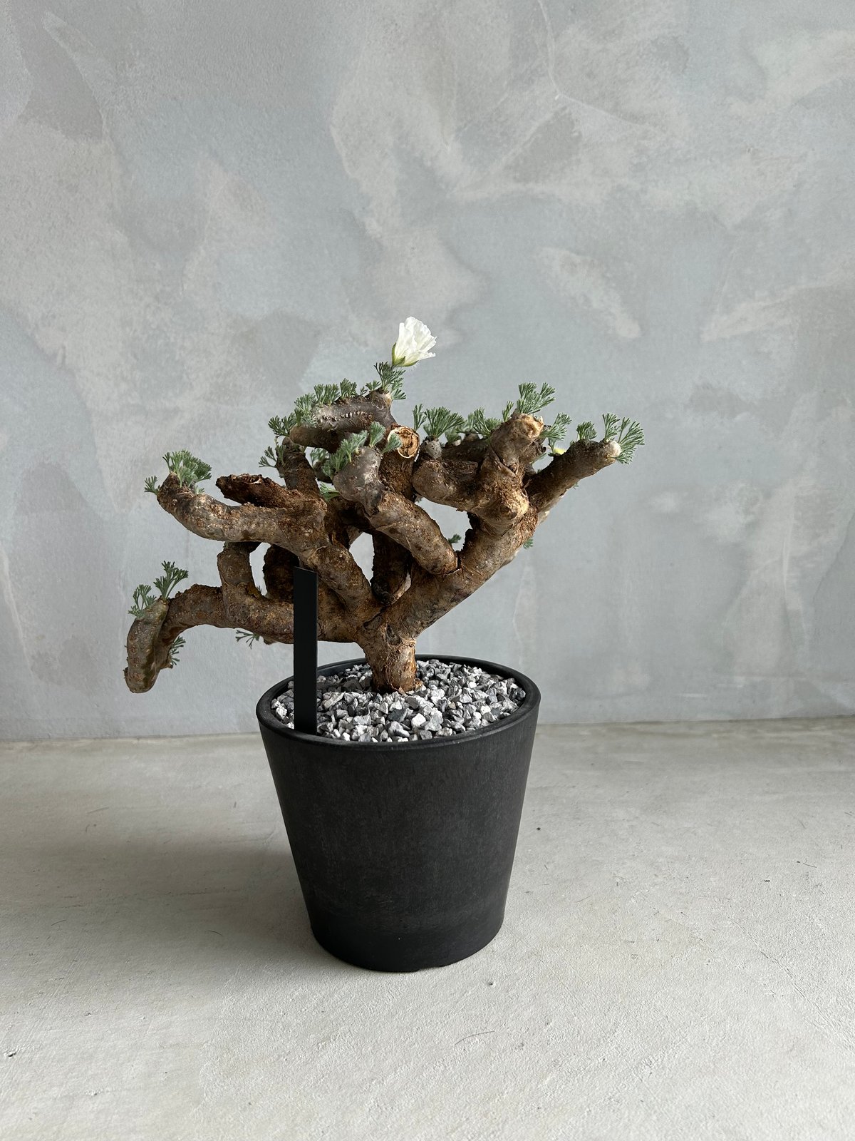 モンソニア ムルチフィダ | ソレトナ植物店