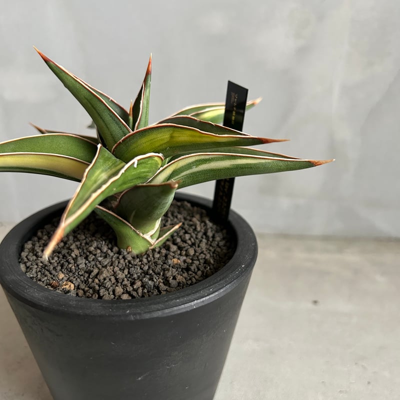 サンセベリア lav.23251 | ソレトナ植物店