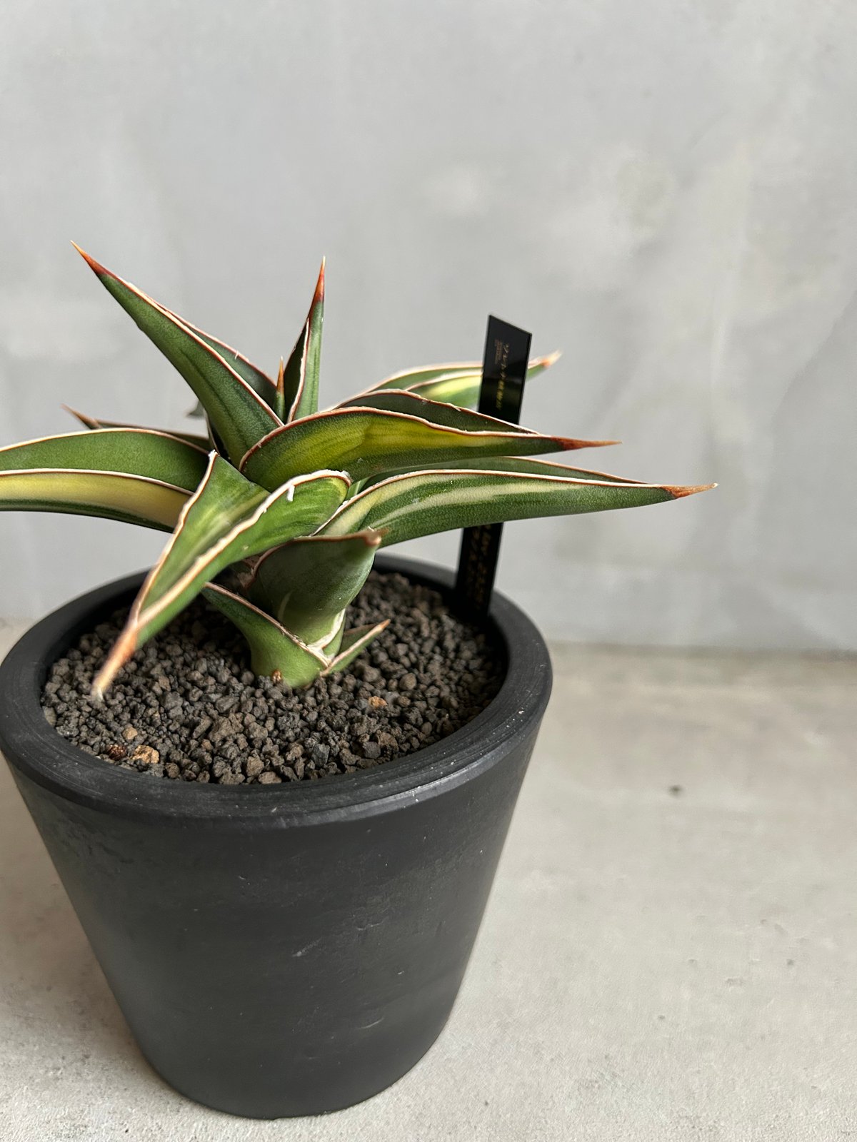 サンセベリア lav.23251 | ソレトナ植物店
