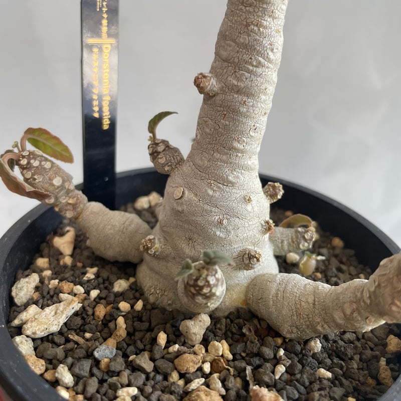 ドルステニア フォエチダ（多頭タイプ） | ソレトナ植物店