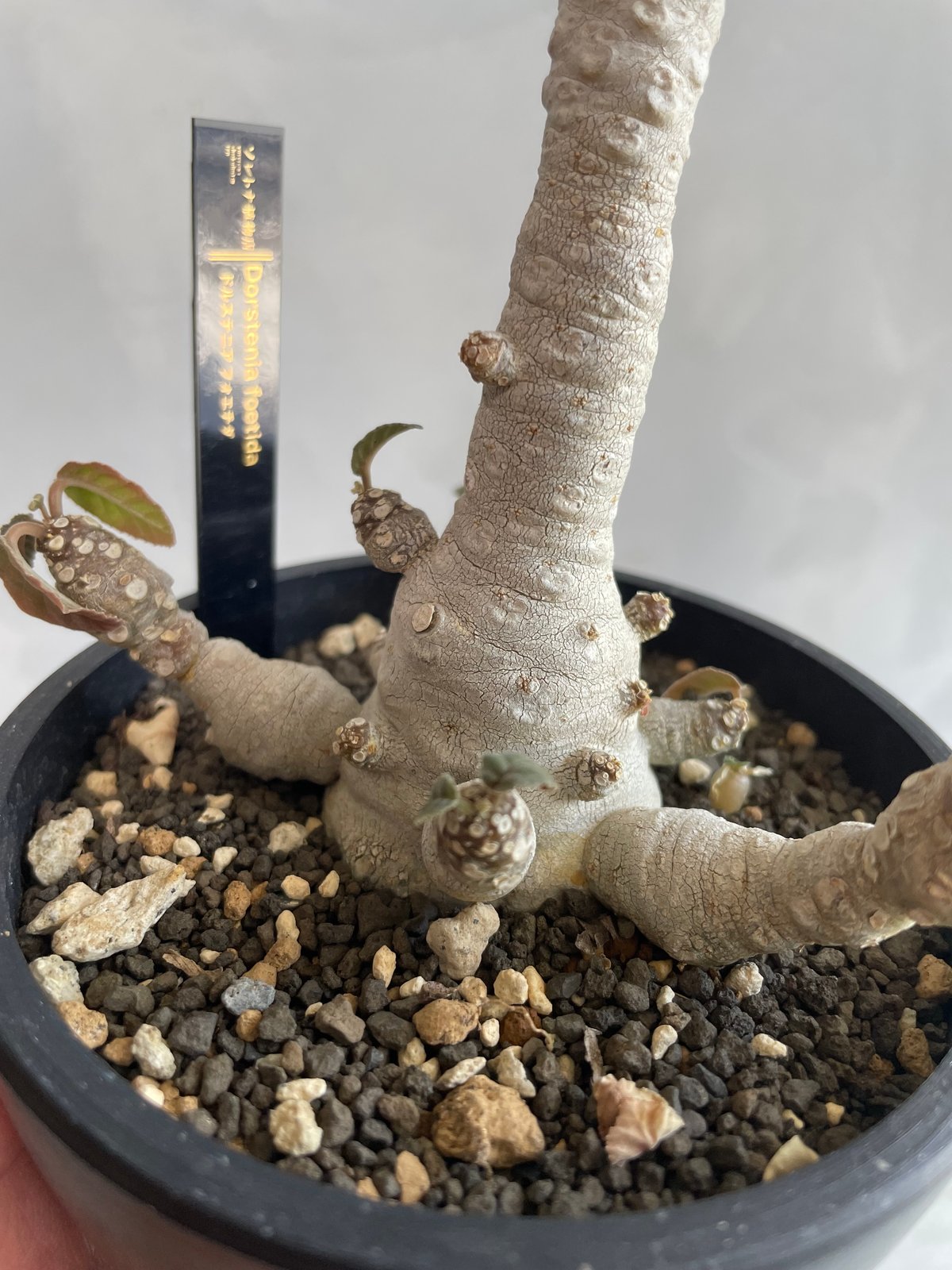 ドルステニア フォエチダ（多頭タイプ） | ソレトナ植物店