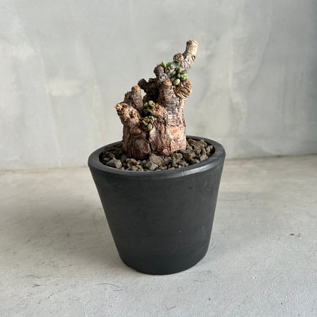 ケラリアピグマエア | STORES