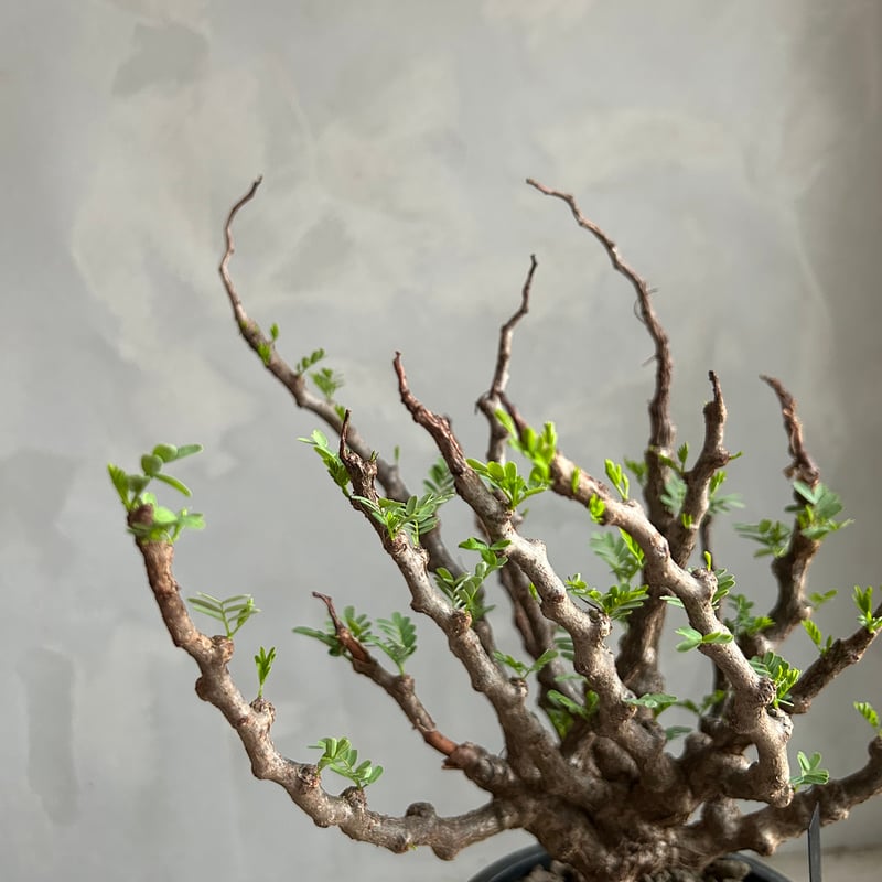 センナ メリディオナリス(実生) | ソレトナ植物店