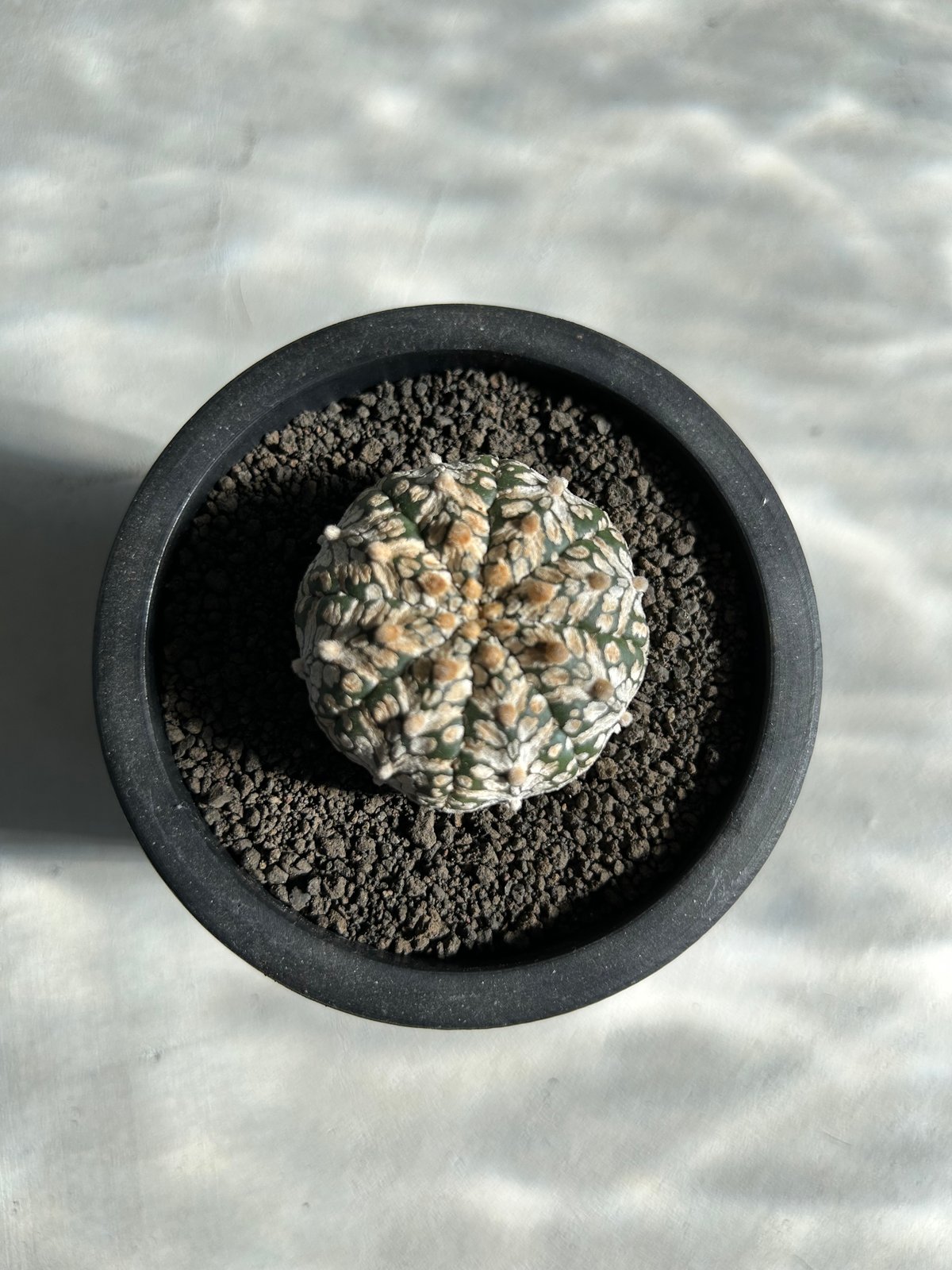 アストロフィツム アステリアス Vタイプ（兜丸） | ソレトナ植物店