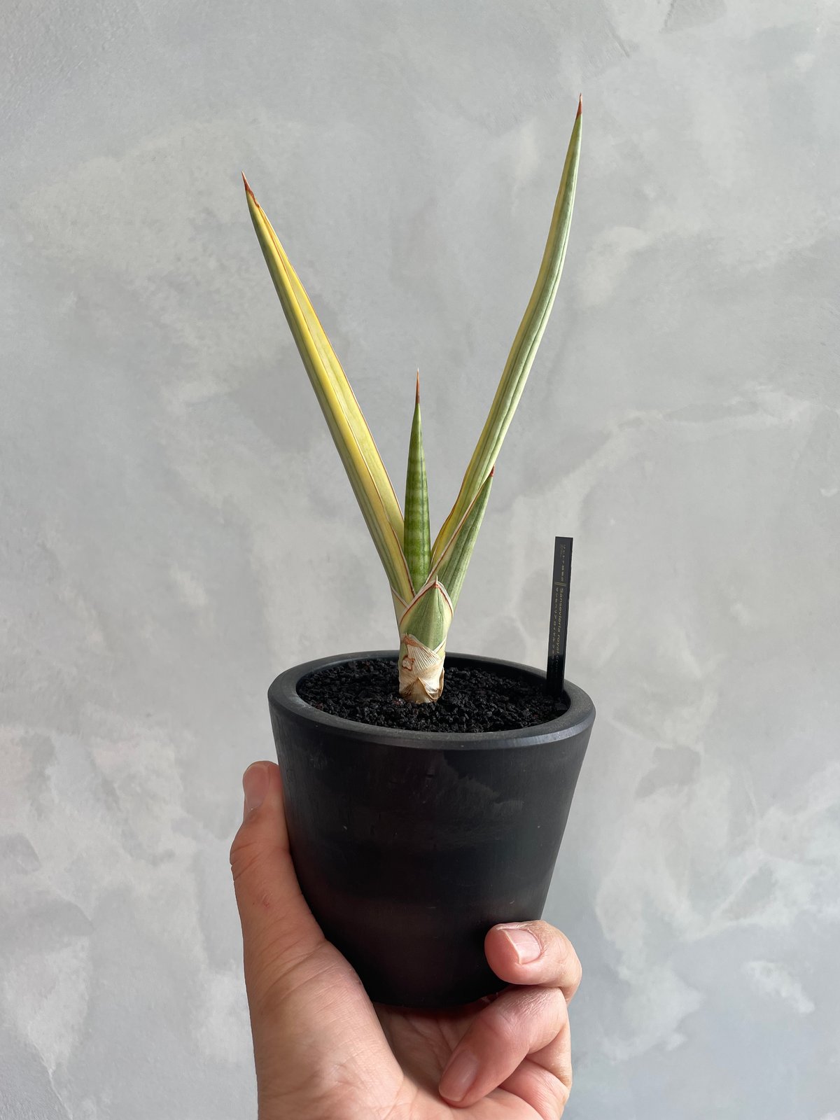 サンセベリア ロイヤルクラウン(斑入り) | ソレトナ植物店