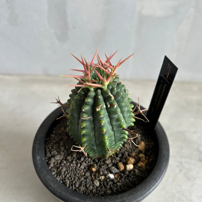 ユーフォルビア ステリスピナ(群星冠) | ソレトナ植物店