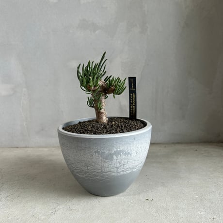 CATEGORY 塊根植物 | ソレトナ植物店