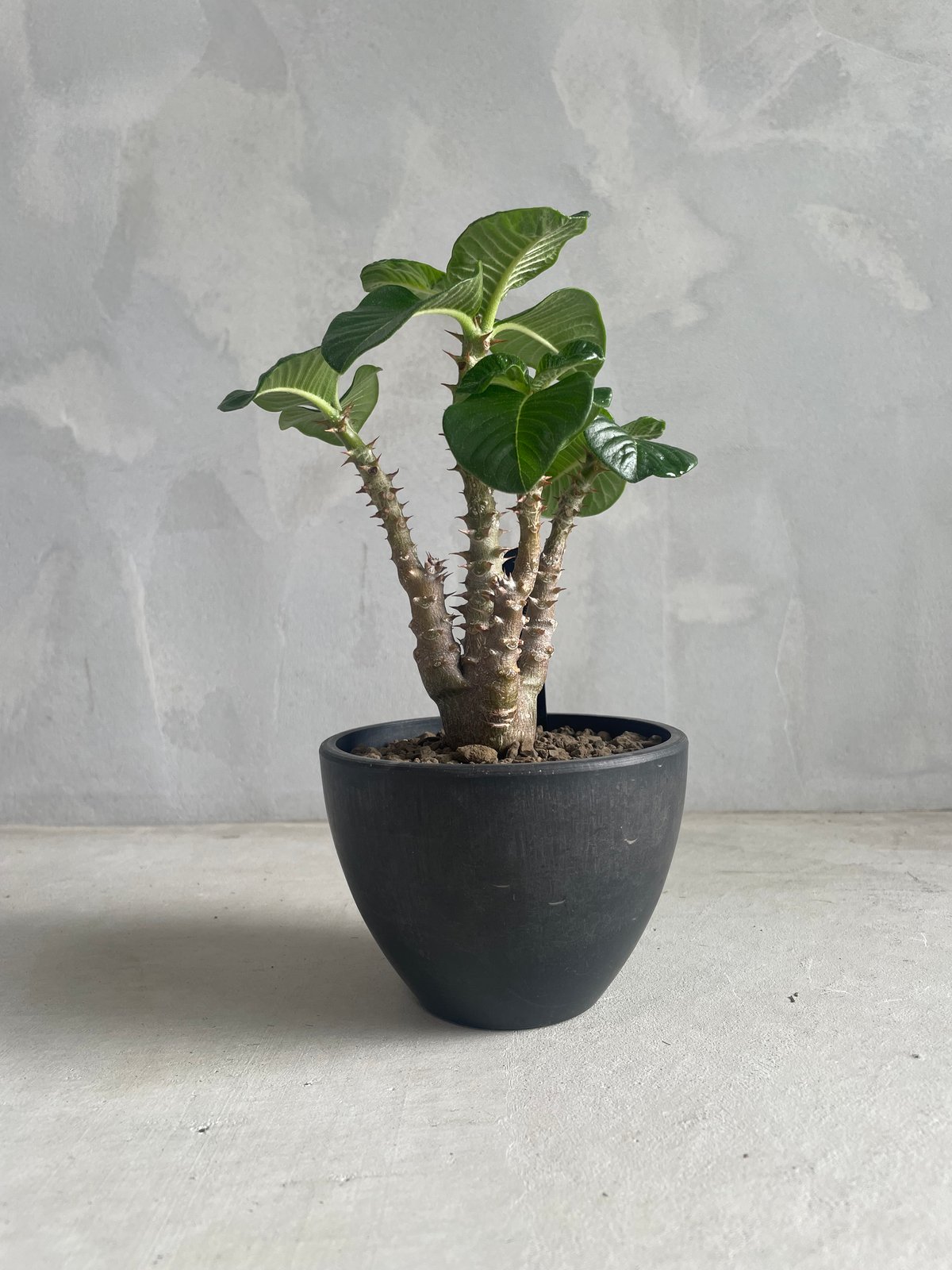 パキポディウム・ウィンゾリー タイ実生 パキポディウム ウィンゾリー(タイ実生苗) | ソレトナ植物店