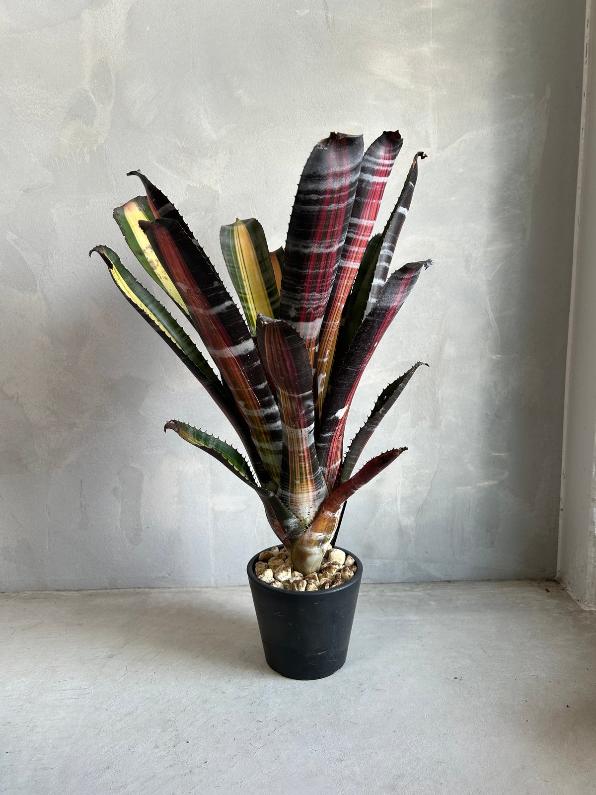 エクメア ロベルト メネスカル | ソレトナ植物店