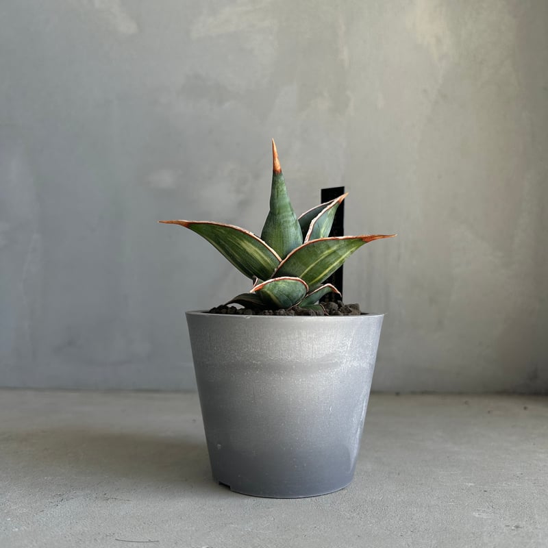 サンセベリア ピングイキュラ 斑入り | ソレトナ植物店
