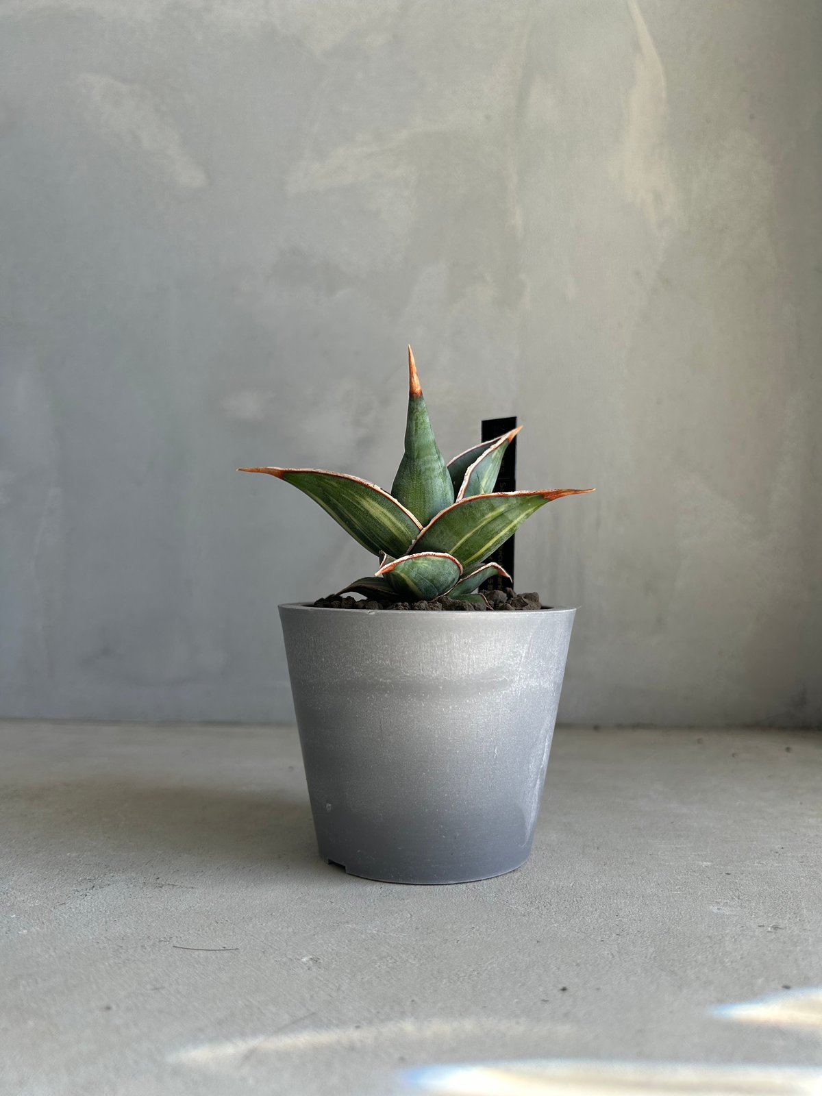 サンセベリア ピングイキュラ 斑入り | ソレトナ植物店