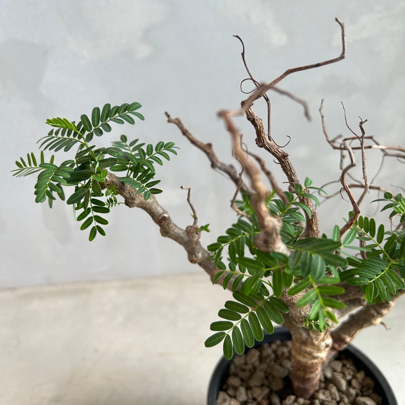 センナ メリディオナリス(実生) | ソレトナ植物店