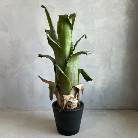 ブロメリア | STORES