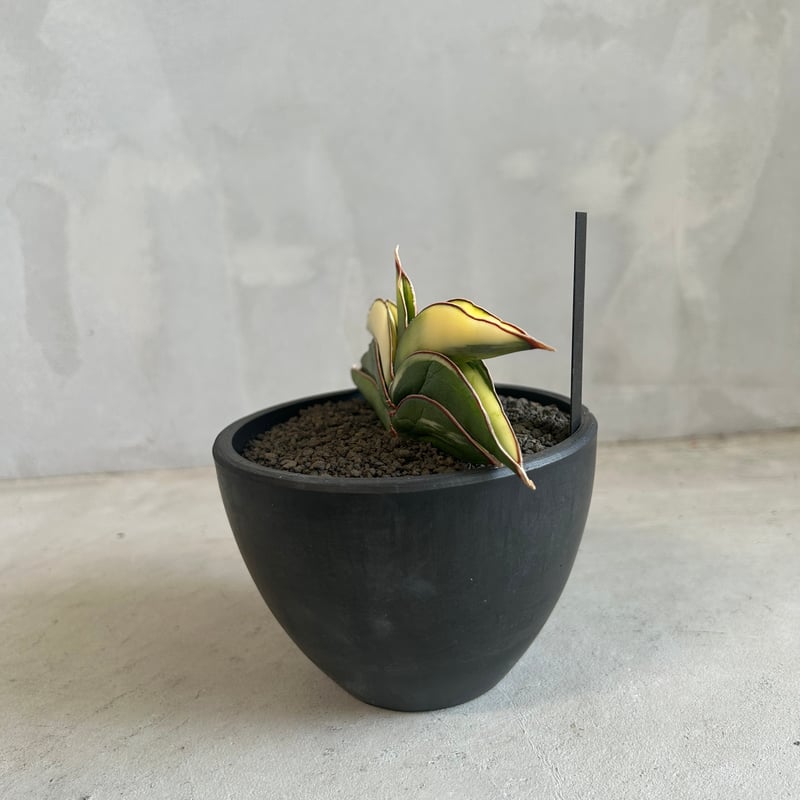 【美斑】　ロブスター　バリエガータ　サンスベリア　抜き苗 サンセベリア ロブスター 斑入り | ソレトナ植物店