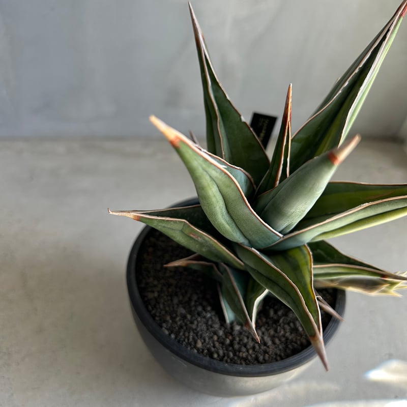 サンセベリア ピングイキュラ 斑入り | ソレトナ植物店