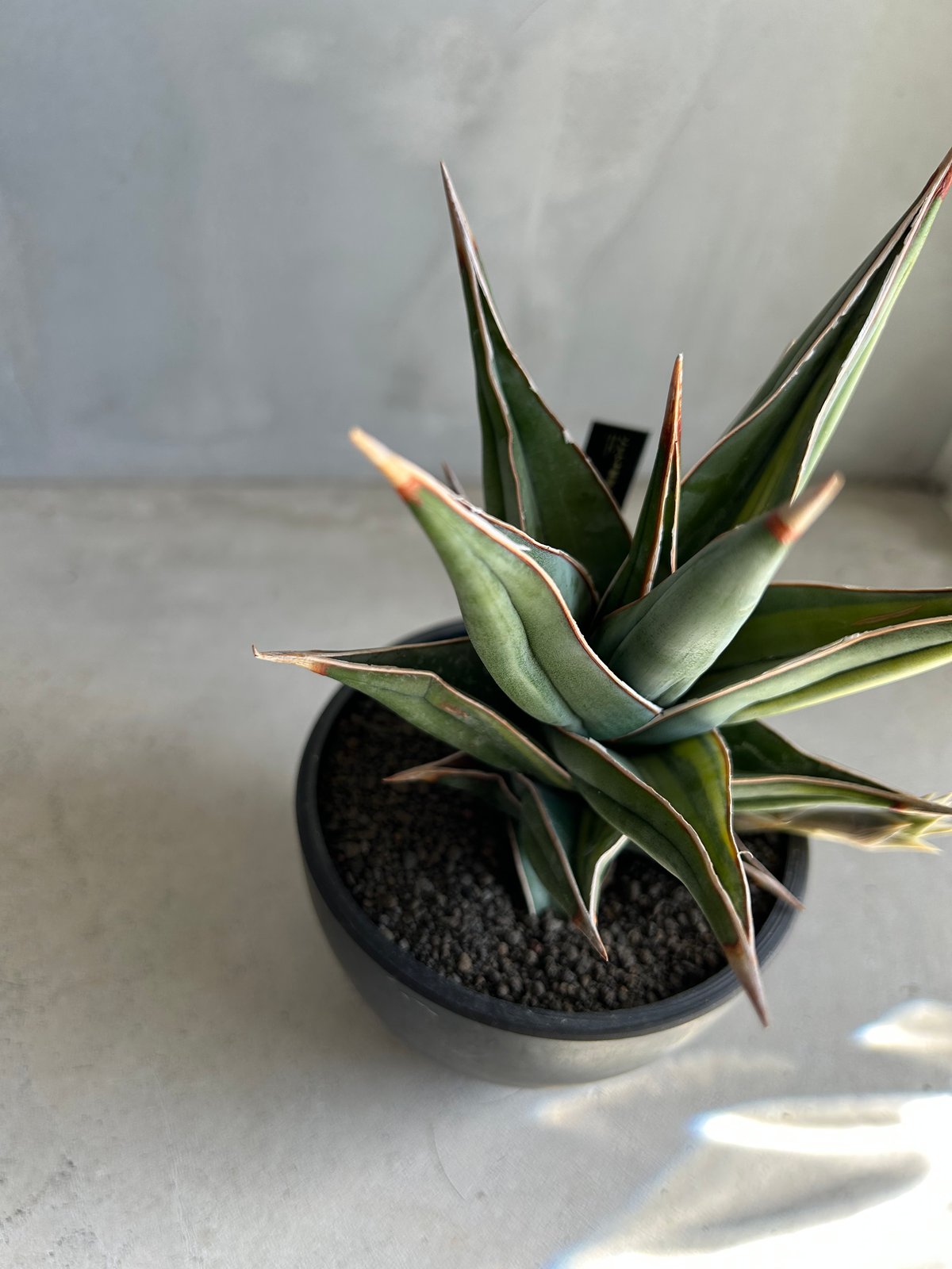 サンセベリア ピングイキュラ 斑入り | ソレトナ植物店