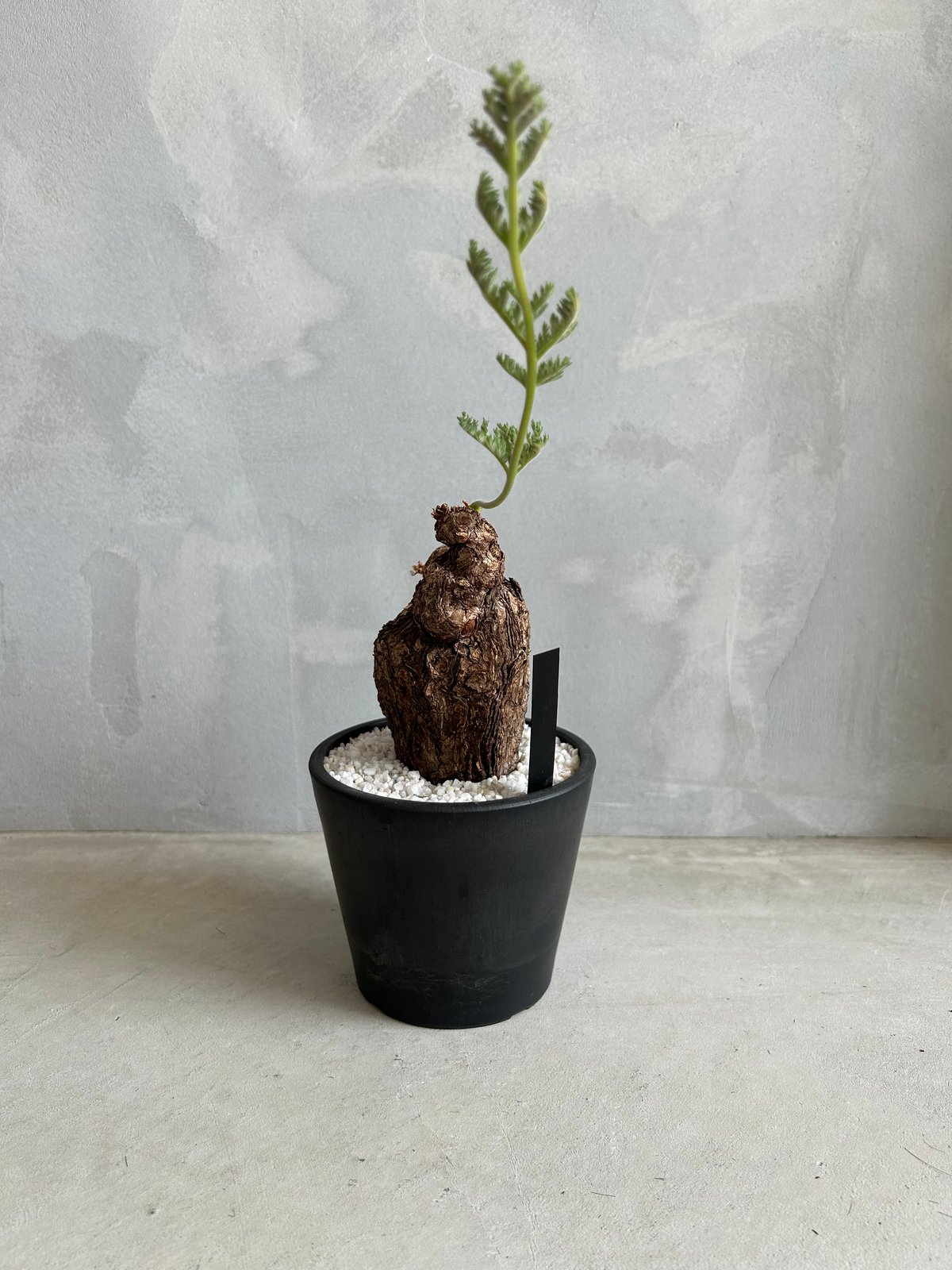 ペラルゴニウム トリステ | ソレトナ植物店