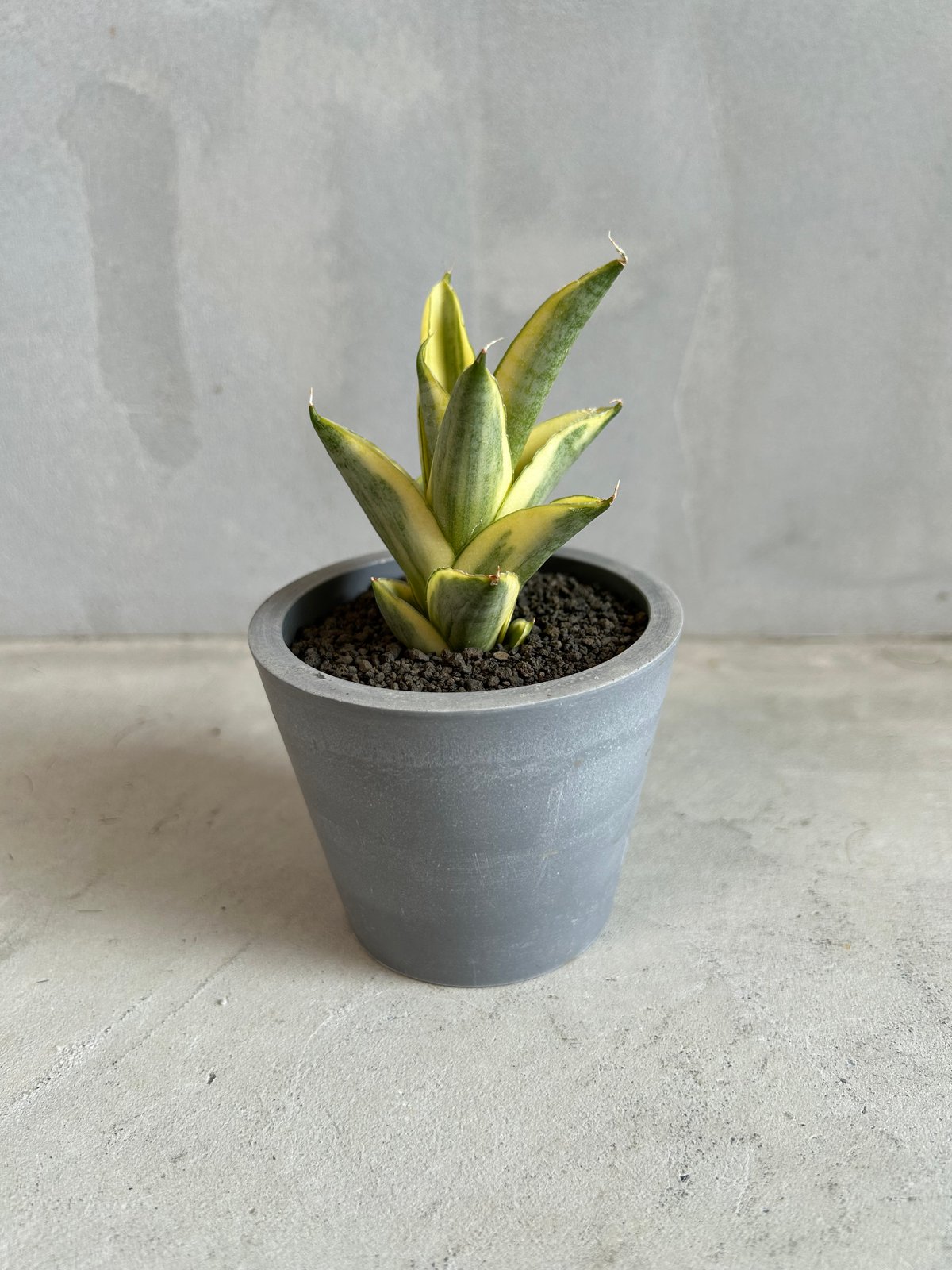 サンセベリア パゴダ 斑入り サンセベリア パゴダ 斑入り | ソレトナ植物店