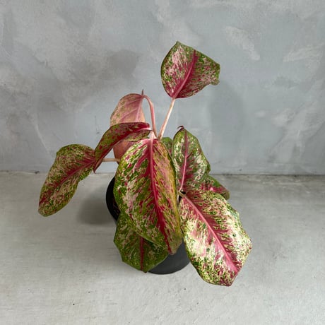 CATEGORY アグラオネマ | ソレトナ植物店