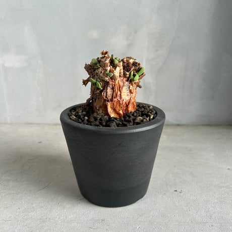 ケラリアピグマエア | STORES