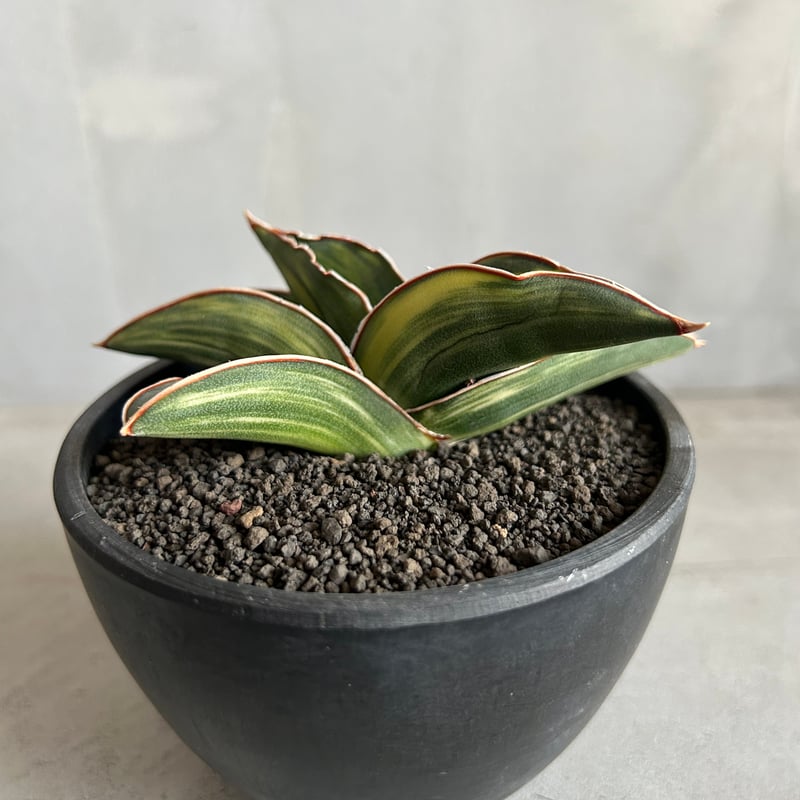 サンセベリア サムライ ドワーフ 斑入り | ソレトナ植物店