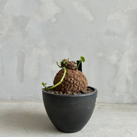 スベローサ C ステファニア | toA Succulent