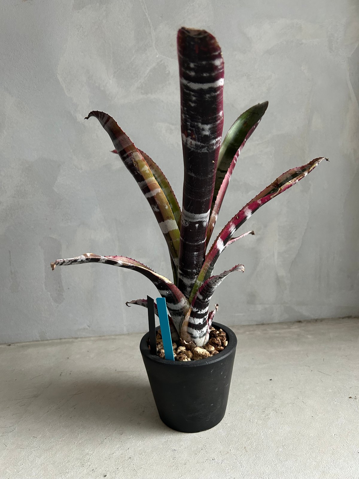 希少　Aechmea Otto エクメア　オットー　超美株　タンクブロメリア エクメア オットー | ソレトナ植物店