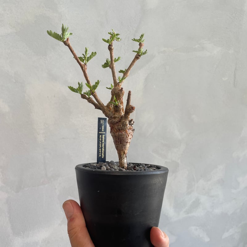 センナ メリディオナリス(実生) | ソレトナ植物店