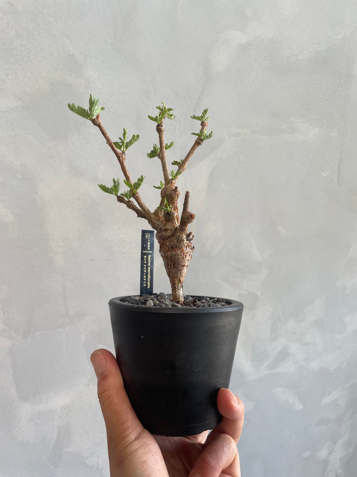 センナメリディオナリス　実生 センナ メリディオナリス 実生 | STELLA.PLANTS