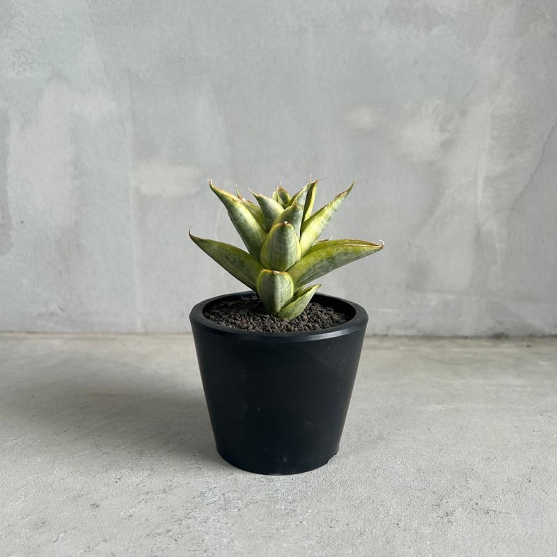 サンセベリア パゴダ 斑入り | ソレトナ植物店