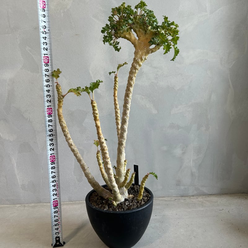 ドルステニア ジプソフィラ ドルステニア ジプソフィラxラブラニー綴化（交配種） | ソレトナ植物店