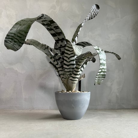 【コントラスト強めを選んでいます】エクメア チャンティーニ コントラスト強めを選んでいます】エクメア チャンティーニ