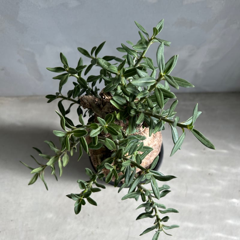 パキポディウム ビスピノーサム | ソレトナ植物店