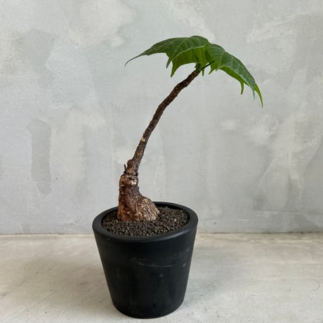 CATEGORY 塊根植物 | ソレトナ植物店