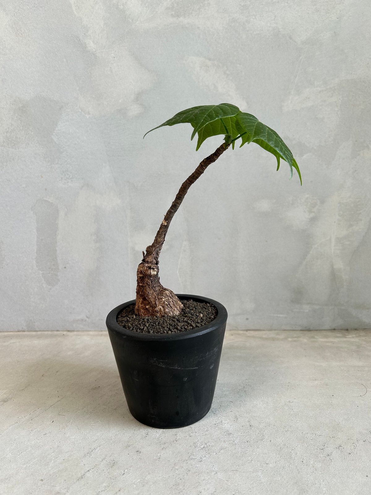 フィルミアナ コロラータ | ソレトナ植物店