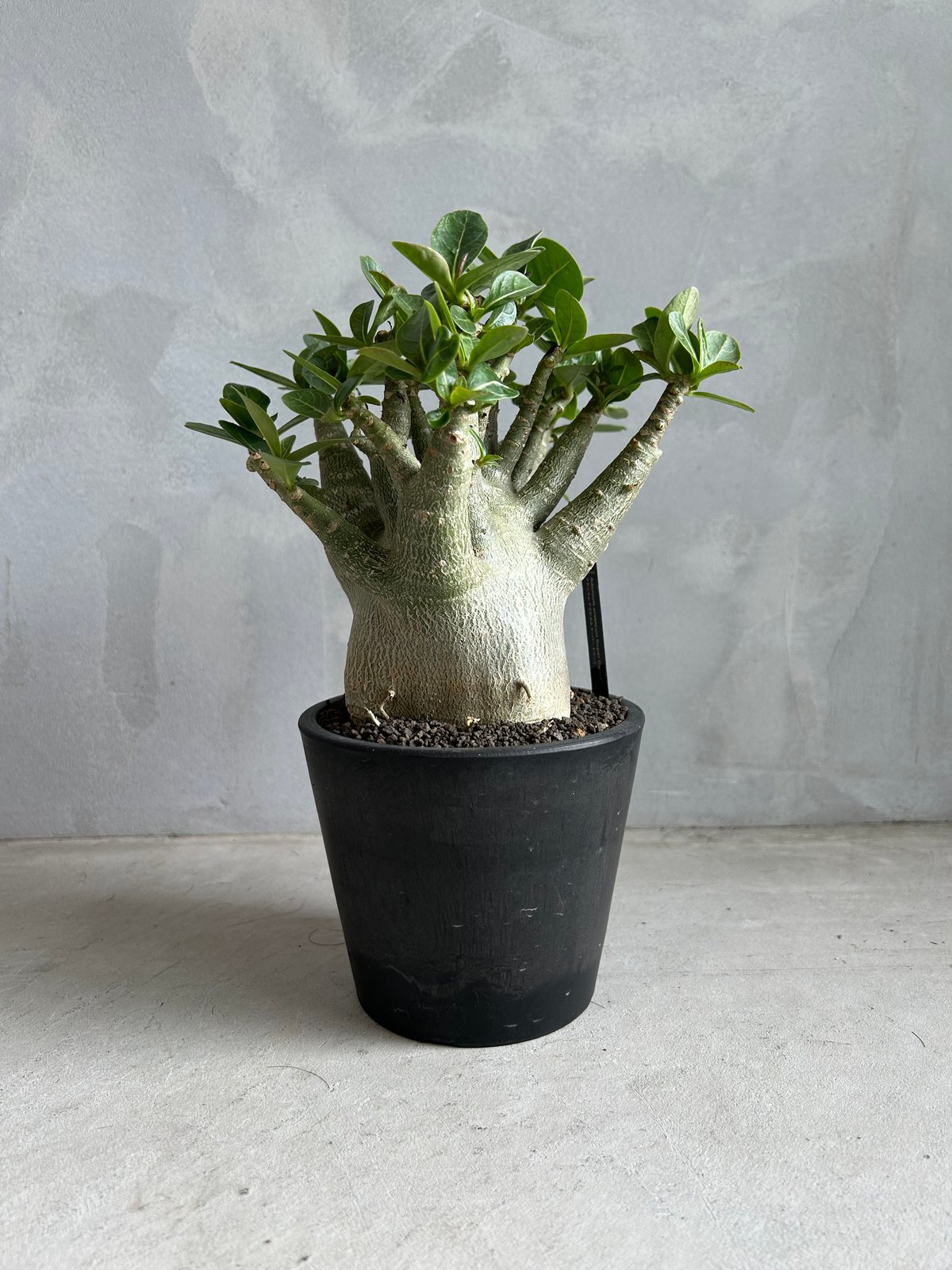 アデニウム アラビカム スーパー ドワーフ | ソレトナ植物店