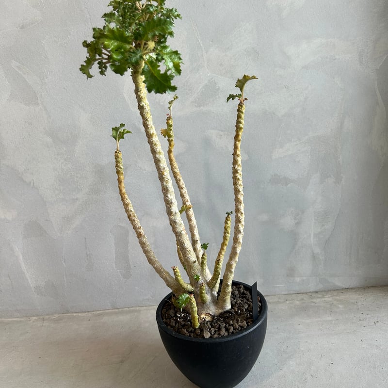 ドルステニア ジプソフィラxラブラニー綴化（交配種） | ソレトナ植物店