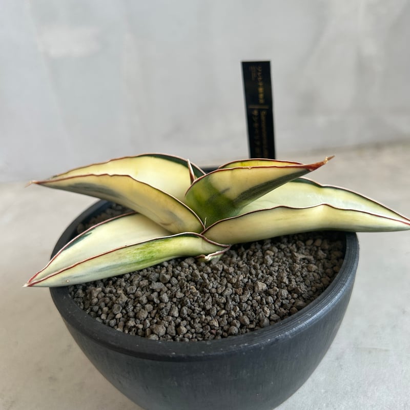 サンセベリア ロブスター 斑入り | ソレトナ植物店