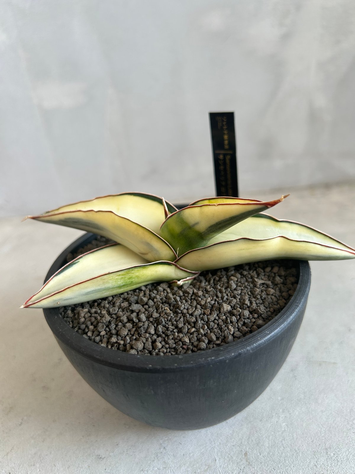 サンセベリア ロブスター 斑入り | ソレトナ植物店