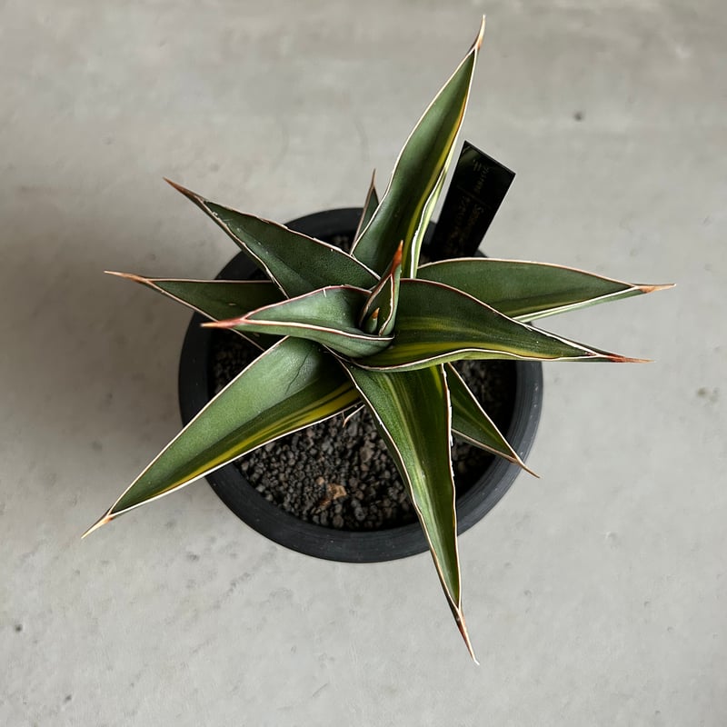 サンセベリア lav.23251 | ソレトナ植物店