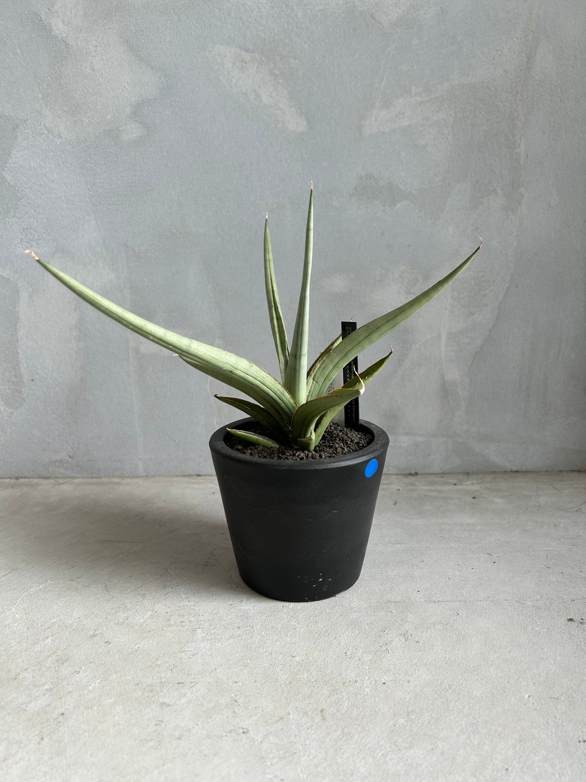 サンスベリア「ダンシングドラゴン」 サンセベリア ダンシング ドラゴン | ソレトナ植物店