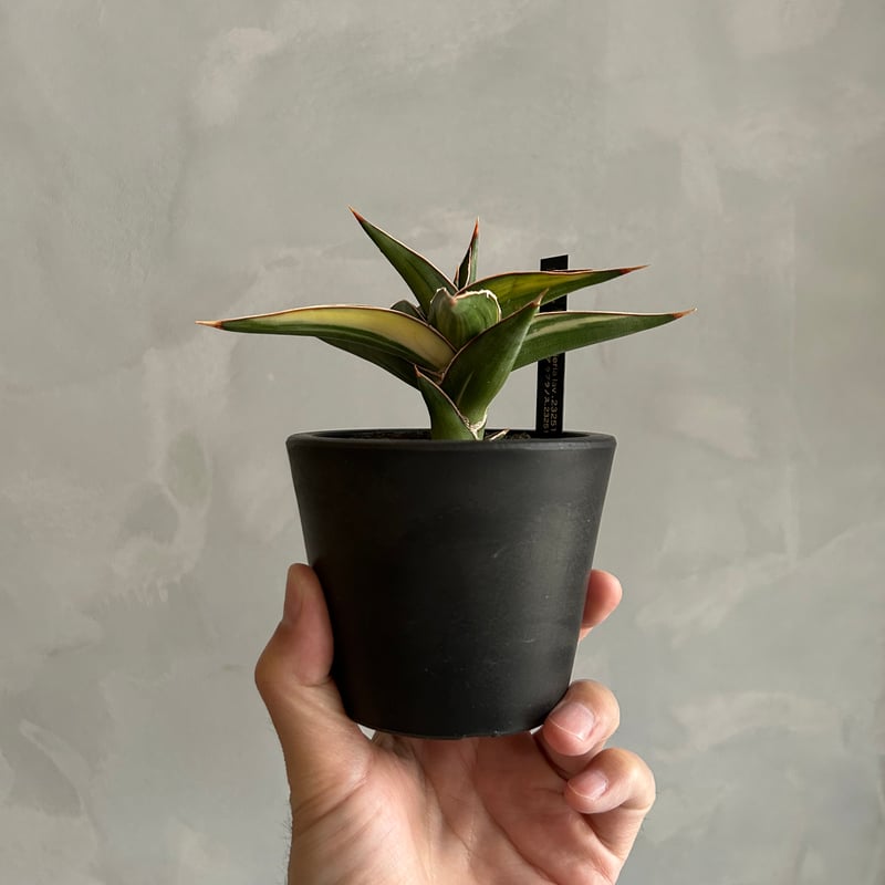 サンセベリア lav.23251 | ソレトナ植物店