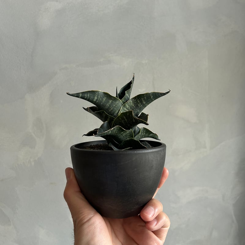 サンセベリア ブラック マノハラ | ソレトナ植物店