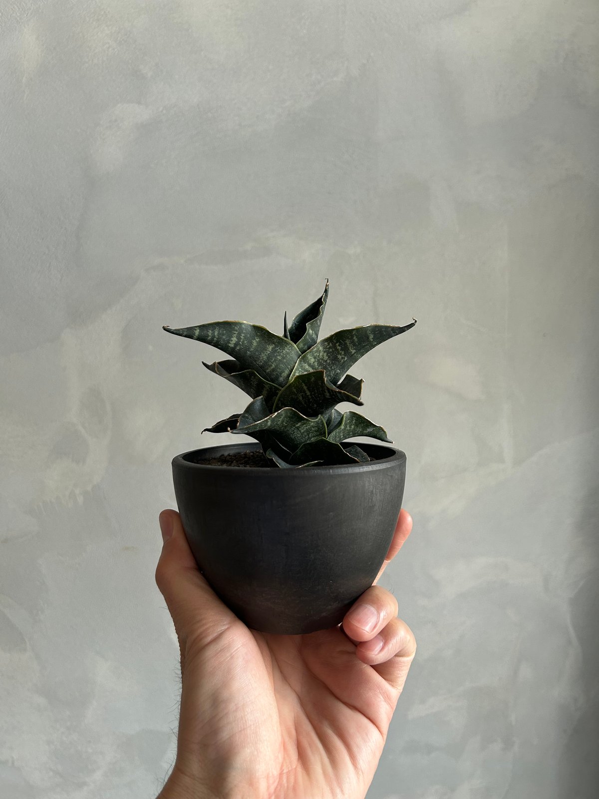 サンセベリア ブラック マノハラ | ソレトナ植物店