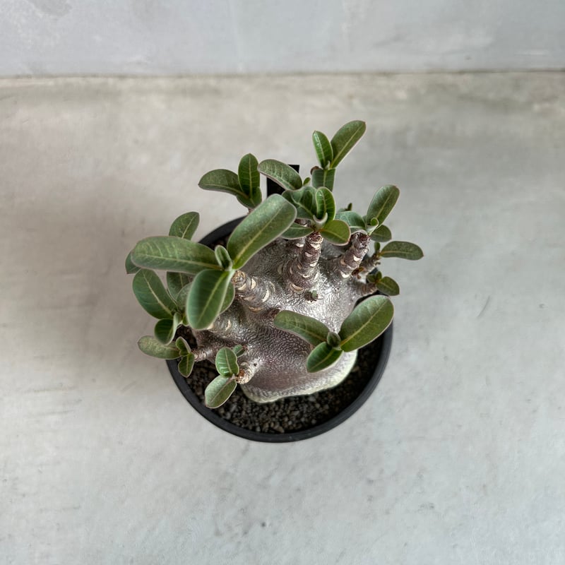 アデニウム アラビカム スーパードワーフ ブラック | ソレトナ植物店