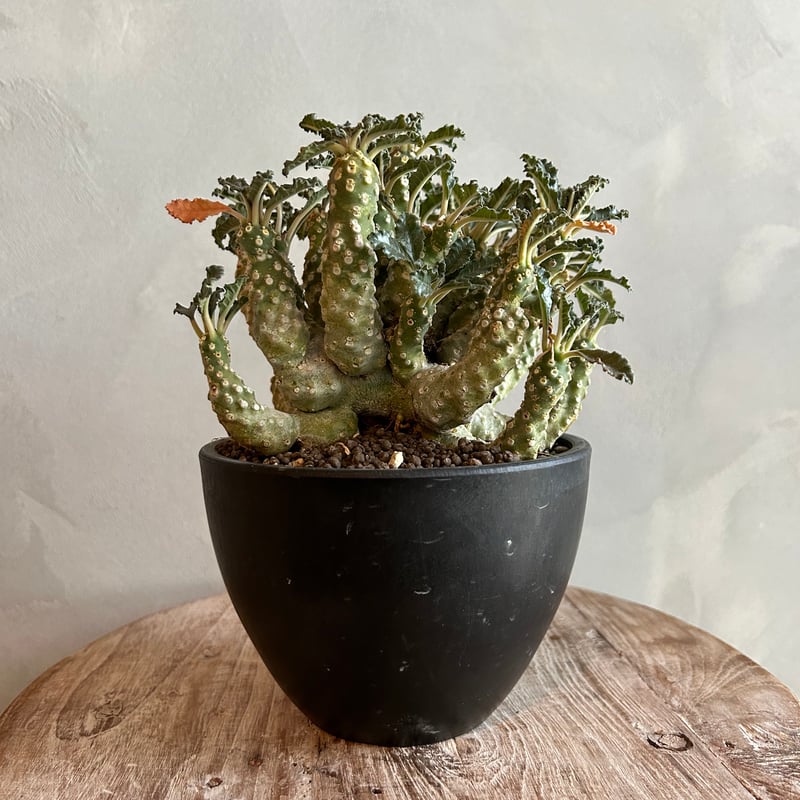 ドルステニア ラブラニー 多頭タイプ(実生) | ソレトナ植物店 ドルステニア ラブラニー 多頭タイプ(実生) | ソレトナ植物店