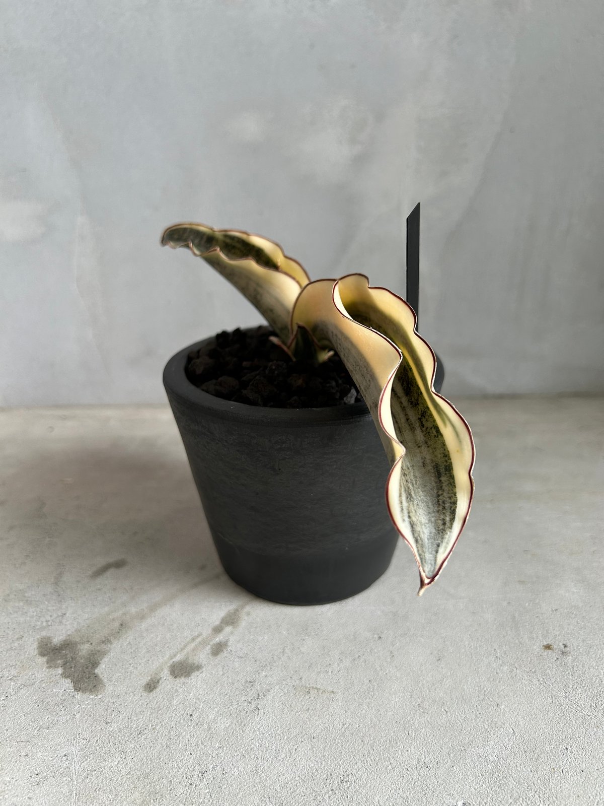 サンセベリア キルキーコパトーン 斑入り | ソレトナ植物店