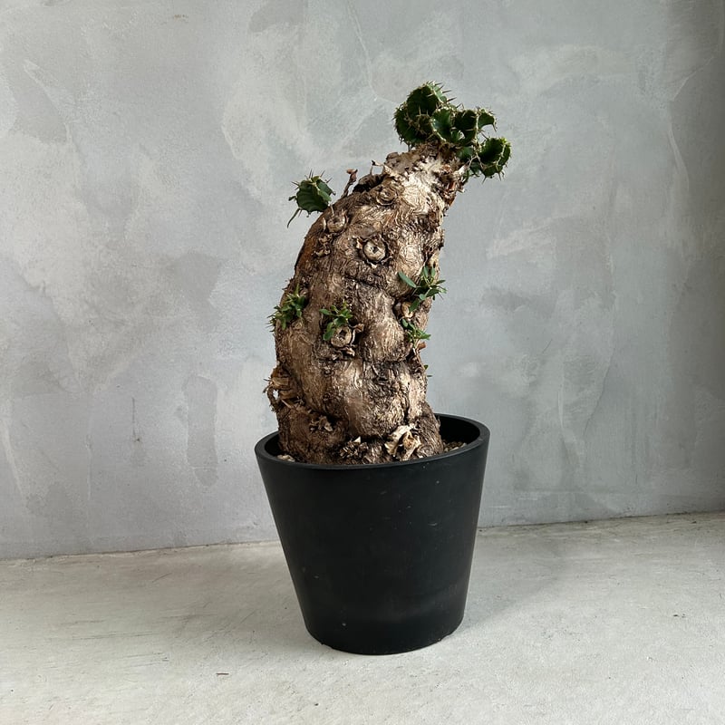 ユーフォルビア ムランジーナ (発根済み) | ソレトナ植物店