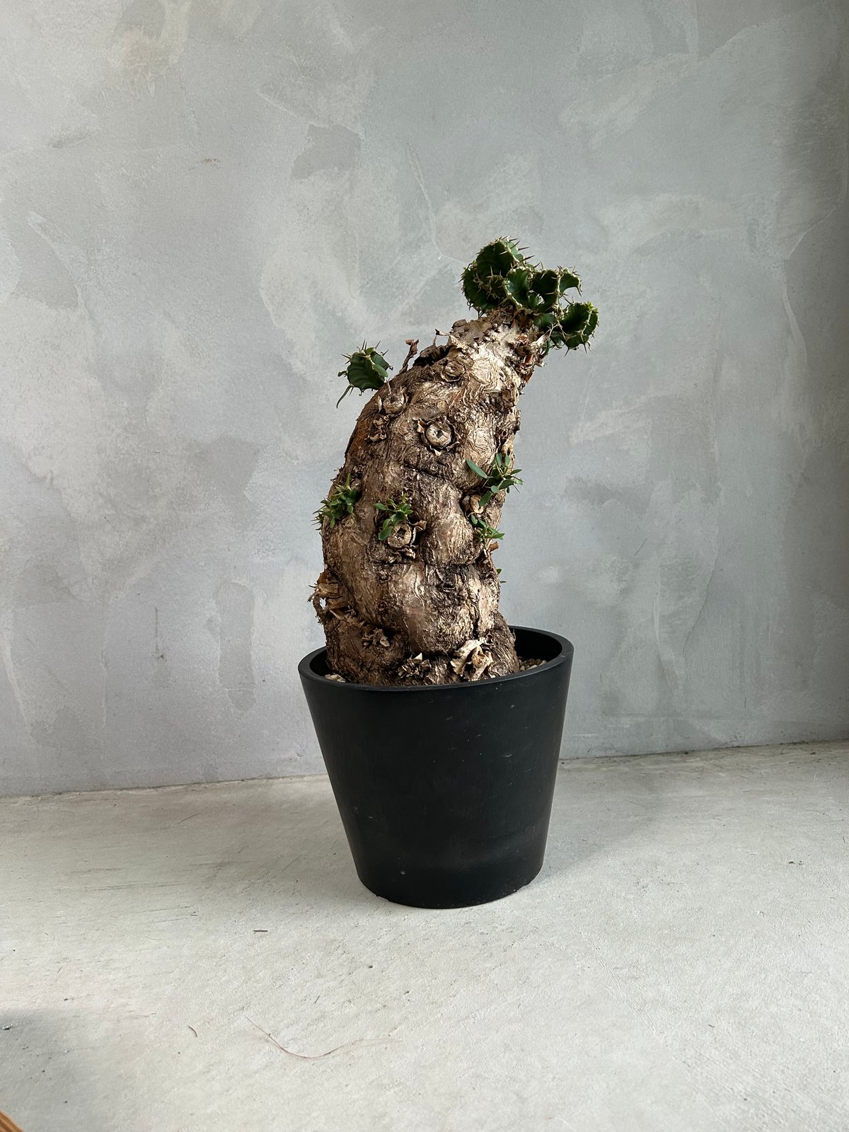 ユーフォルビア ムランジーナ (発根済み) | ソレトナ植物店